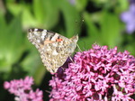 SX06427 Painted lady butterfly (Cynthia cardui) on pink flower Red Valerian (Centranthus ruber).jpg